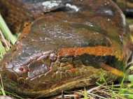 കാത്തു കാത്തിരുന്നു... അനക്കോണ്ട  തൃശൂര്‍ മൃഗശാലയില്‍ എത്തിയില്ല