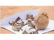 തിരുവനന്തപുരം ടെക്നോസിറ്റിയിൽ ഉപേക്ഷിച്ച തലയോട്ടി: തുമ്പുകിട്ടാതെ പോലീസ്