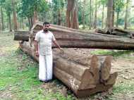 നിലമ്പൂർ തേക്കിന് പത്തരമാറ്റ്;  നിലമ്പൂരിലെ ഒറ്റത്തടി തേക്ക്  വിറ്റത് 13.25 ലക്ഷം രൂപക്ക്