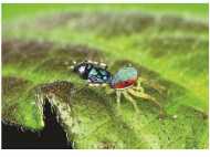 അപൂര്‍വയിനം  ചിലന്തിയെ കണ്ടെത്തി; വംശമറ്റുപോയി എന്നു കരുതിയിരുന്ന ചിലന്തിയാണ് പ്രത്യക്ഷപ്പെട്ടത്!