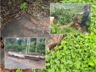 പാമ്പ്രയിലെ അനധികൃത മരംമുറി; ആറ് ഫോറസ്റ്റ് ഉദ്യോഗസ്ഥരെ സസ്‌പെന്റ് ചെയ്തു