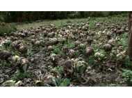 മന്ത്രിയുടെ നിര്‍ദ്ദേശത്തിന് പുല്ലുവില:  ഹോര്‍ട്ടികോര്‍പ്പ്  ഉദ്യോഗസ്ഥരുടെ ഉദാസീനത വട്ടവടയിലെ കാബേജ് കൃഷി വെള്ളത്തില്‍