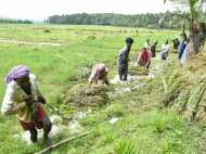 കനാൽ തുറന്നതും,വേനൽമഴയിലും - ചെരണ്ടത്തൂർ ചിറയിലെ നെൽകൃഷിനശിച്ചു