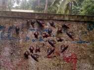 കൊച്ചിയില്‍ ഒച്ചു ശല്യം രൂക്ഷമാകുന്നു: വീടുകള്‍ക്ക് അകത്തും പുറത്തും  പരക്കെ ഒച്ചുകള്‍!