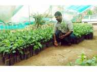 അംഗീകാരങ്ങളുടെ നിറവില്‍ യുവകര്‍ഷകന്‍: സാബുവിന്റെ നഴ്‌സറിയിലെ നാടന്‍ കുരുമുളക് തൈകള്‍ക്ക് പ്രചാരമേറി