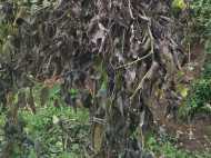 കുരുമുളക്  ചെടികള്‍ക്ക്  അജ്ഞാതരോഗം: ഇടുക്കിയിലെ കര്‍ഷകര്‍ക്ക് ഇരുട്ടടി