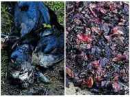 പാലക്കാട് കൂട്ടത്തോടെ ചത്ത് വീണ് കാക്കകൾ, പരുന്ത്, നായ! വിഷം കലർന്ന ഇറച്ചി, നാട്ടുകാർ ഭീതിയിൽ