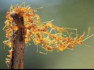 മണ്ണിരകൾക്ക് പിന്നാലെ ഉറുമ്പുകളും ചത്തുവീഴുന്നു; വിചിത്ര പ്രതിഭാസത്തിൽ പകച്ച് ശാസ്ത്രലോകം..