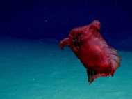 ആഴക്കടലില്‍ 'തലയില്ലാത്ത കോഴി പിശാച്'; വൈറലായി അത്ഭുത ജീവിയുടെ ദൃശ്യങ്ങള്‍, ഗവേഷകര്‍ പറയുന്ന് ഇങ്ങനെ