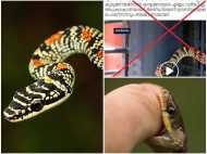 ശബരിമലയില്‍ കണ്ട 'കണ്ണില്‍ കൊത്തുന്ന അതിമാരക വിഷമുള്ള പാമ്പ്'; വാര്‍ത്തയിലെ സത്യാവസ്ഥ ഇതാണ്‌