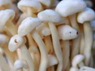 വേറിട്ട വഴികളിലൂടെ വരുമാനത്തിന്റെ പുതുവഴികള്‍ തുറന്ന് കൊല്ലം; ജില്ലയിലെ ആദ്യ കൂണ്‍ ഉദ്പാദനകേന്ദ്രം കടയ്ക്കലില്‍!!