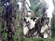 കുരുമുളക് വിലയിടിയുന്നു: ഉല്പാദത്തില്‍ ഗണ്യമായ കുറവ്; വിളവെടുപ്പായിട്ടും വയനാട്ടിലെ കര്‍ഷകര്‍ പ്രതിസന്ധിയില്‍