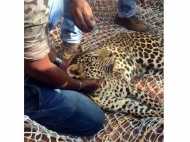 വയനാട്ടില്‍ പുലി കെണിയില്‍ കുടുങ്ങിയ നിലയില്‍ കണ്ടെത്തി: മയക്കുവെടി വെച്ച് പിടികൂടി