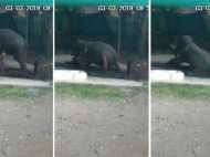 കാല്‍വഴുതി വീണ പാപ്പാന് മേല്‍ ആന കിടന്നു; കോട്ടയത്ത് പാപ്പാന് ദാരുണാന്ത്യം - വീഡിയോ