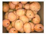 കുറ്റിയാട്ടൂര്‍ മാങ്ങയുടെ പെരുമ ഇനി ഗള്‍ഫിലേക്കും:  കര്‍ഷകരെ ഉള്‍പ്പെടുത്തി പുതിയ  പദ്ധതി!!