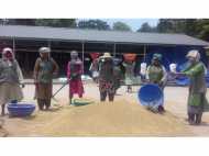 അതിജീവനത്തിന്റെ വിളവെടുപ്പ്: വിത്ത് ഉല്പാദന കേന്ദ്രത്തിൽ വീണ്ടും കാർഷിക വസന്തം