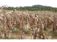 കഴിഞ്ഞ വര്‍ഷത്തെ മഴക്കെടുതി: 2330 കര്‍ഷകര്‍ക്ക് നല്‍കാനുള്ളത് 5.59 കോടി രൂപ; കൂടുതല്‍ കൃഷിനാശമുണ്ടായത് തവിഞ്ഞാല്‍ ഗ്രാമപഞ്ചായത്തില്‍