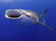 വലയില്‍ കുടുങ്ങിയ തിമിംഗല സ്രാവിനെ തിരികെ കടലിലേക്ക്‌ അയച്ച്‌ മത്സ്യത്തൊഴിലാളികള്‍; വനം വകുപ്പിന്റെ ആദരം