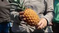 ലോകത്തിലെ ഏറ്റവും വില കൂടിയ പൈനാപ്പിളിന് ഒരു ലക്ഷം, ലേലം ചെയ്താല്‍ 10 ലക്ഷം; കാരണം?