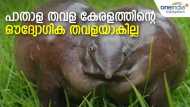 പാതാള തവളയെ ഔദ്യോഗിക തവളയാക്കിയാല്‍ ശരിയാകില്ല; കാരണം ഇതാണ്