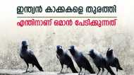 ഒമാന്‍ എന്തിനാണ് ഇന്ത്യന്‍ കാക്കകളെ ഭയക്കുന്നത്? കാരണം ഇതാണ്, രണ്ടാം യജ്ഞം തുടങ്ങി...