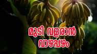 വാഴപ്പഴമായാലും തൊലിയായാലും ഇതുപോലൊന്ന് ഉപയോ​ഗിച്ചുനോക്കൂ;  മുടി താരനില്ലാതെ വളരും