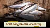 കൈപൊള്ളിക്കുന്ന വിലയുമായി മത്തി; 400 കടന്നു,  ട്രോളിങ് നിരോധനവും മത്സ്യലഭ്യതയിലെ കുറവും തിരിച്ചടി