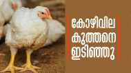 ചിക്കന്‍ പ്രേമികള്‍ക്ക് കോളടിച്ചു! കുത്തനെ ഇടിഞ്ഞ് കോഴിവില, ഒരു കിലോ ചിക്കന്റെ വില കേട്ടോ..!?