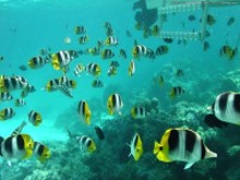 Deep Sea