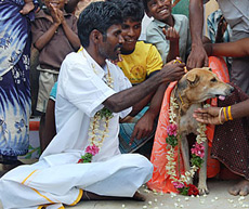 Man marries dog 