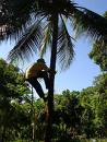 coconut climber