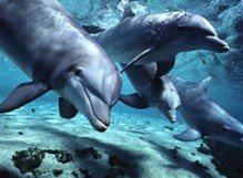 Dolphins