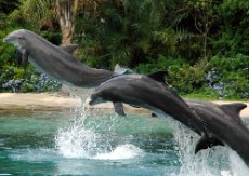 Dolphins