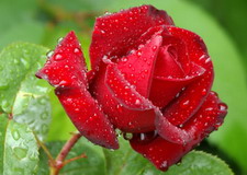 Red rose