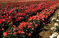 Rose Farm
