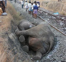 Elephants killed by moving train