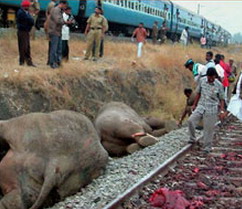 Elephants killed by moving train
