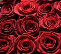 Red Roses