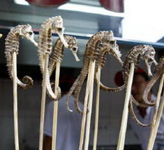 Seahorse Kebab