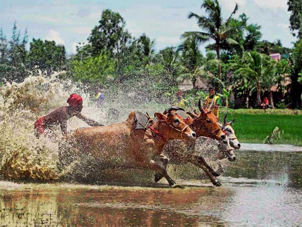 കാളപൂട്ട് മത്സരം
