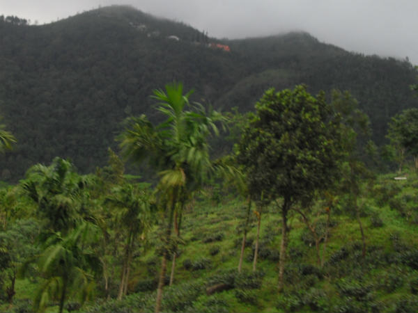 അവഗണിയ്ക്കപ്പെട്ട തേയില തോട്ടങ്ങള്