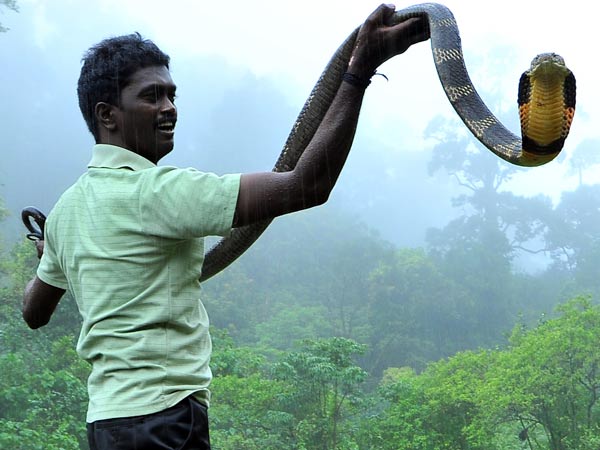 പാമ്പ് പിടിത്തത്തിന് മഴയൊരു പ്രശ്നമേ അല്ല