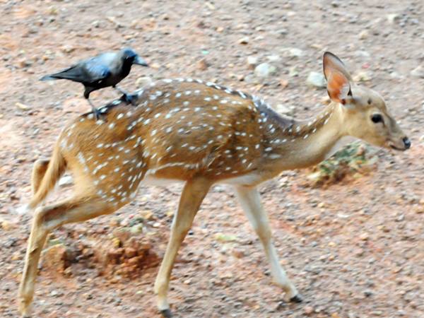 ചേട്ടാ ഒരു സവാരിയ്ക്ക് പോയാലോ