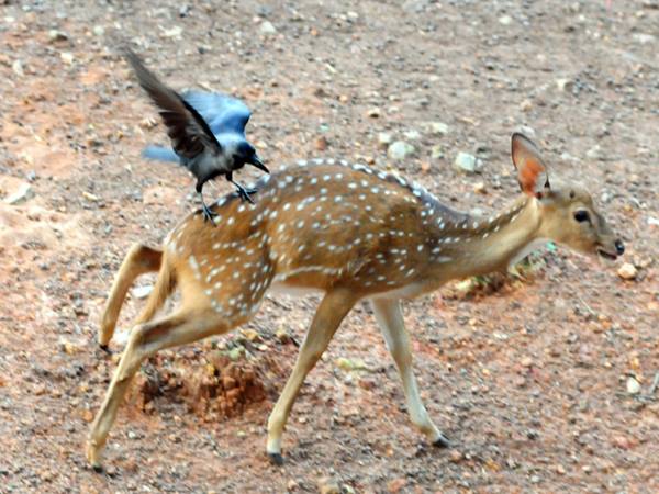 ഞാനിപ്പം വീഴും