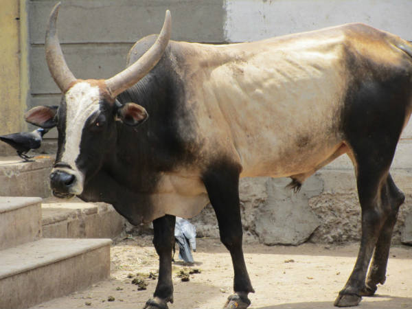 പോത്തല്ല, കാള