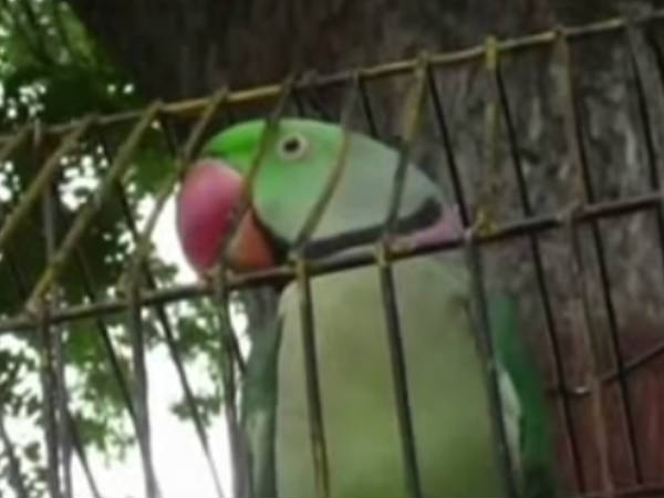 റൗഡി തത്ത