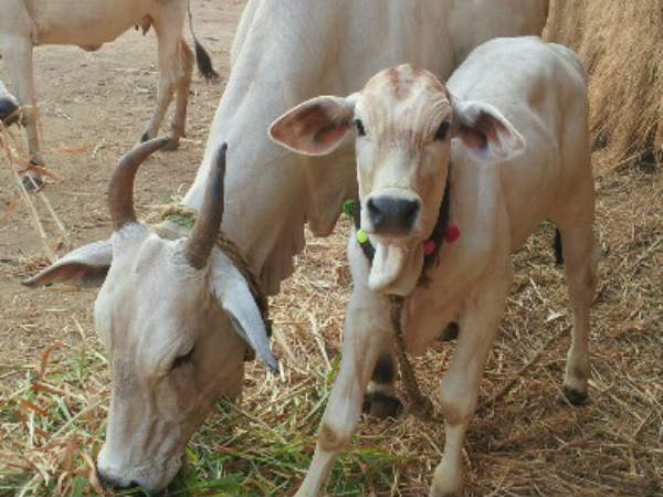 ഇന്ത്യ ബാനിസ്ഥാന് ആകുമോ?