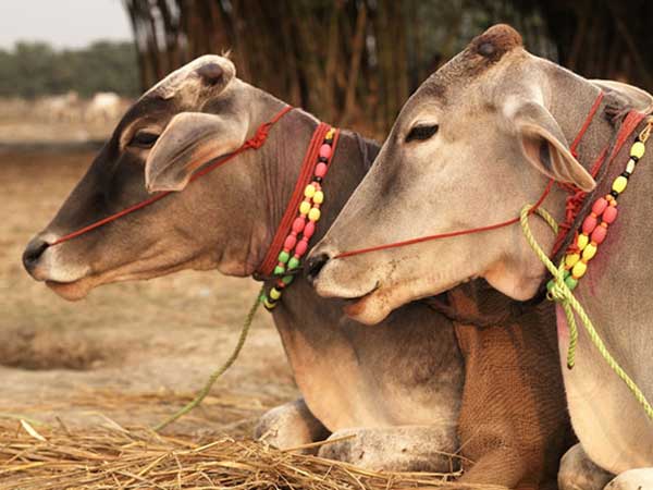 ബീഫ് വിവാദം