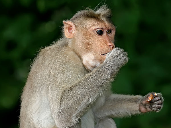 രോഗം സ്ഥിരീകരിച്ചത് കുരങ്ങില്
