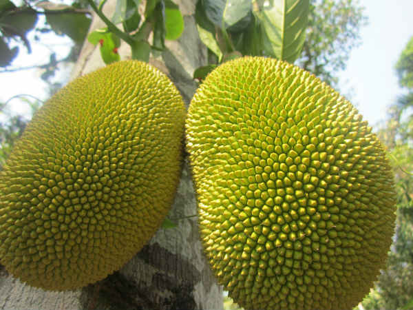 വളം ചേരാത്ത